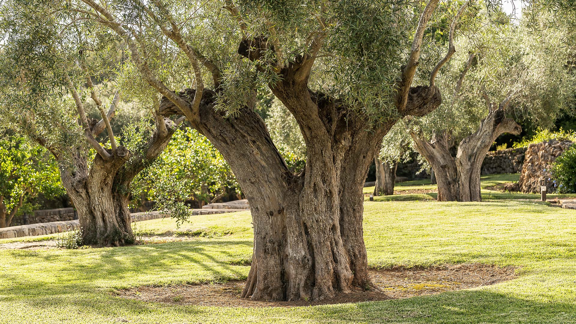 finca-lujo-mallorca